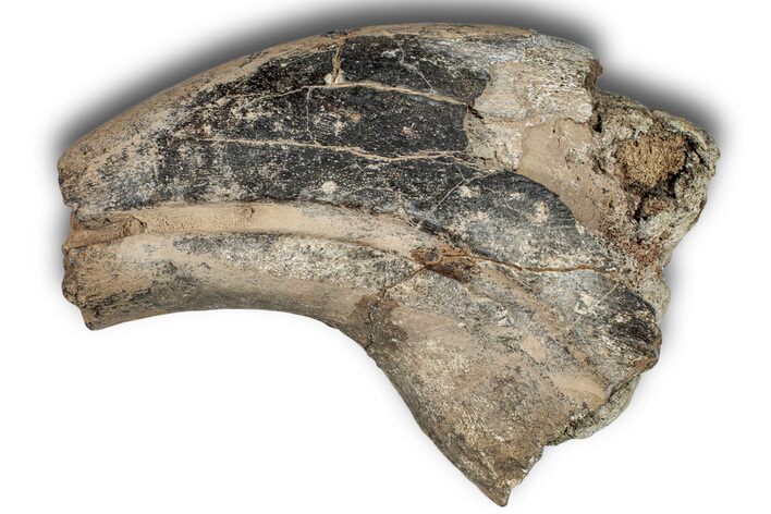 Spinosaurid Dinosaur (Suchomimus) Hand Claw - Niger #245027